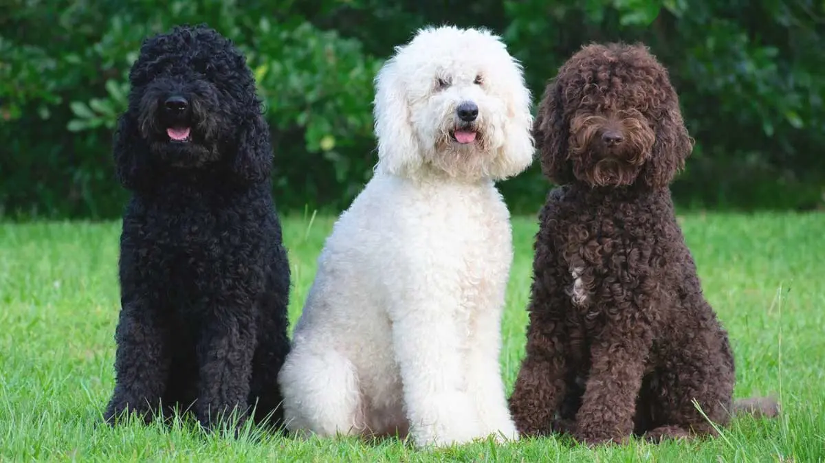 Black, White, and Brown Barbet Dogs Sitting on Grass