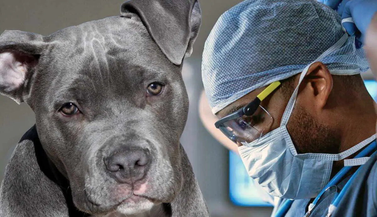 health concerns commonly associated with pitbulls