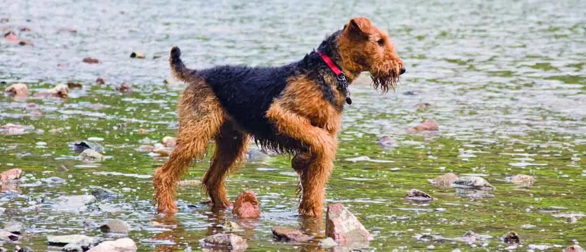 Airedale Terrier Playing in River Water