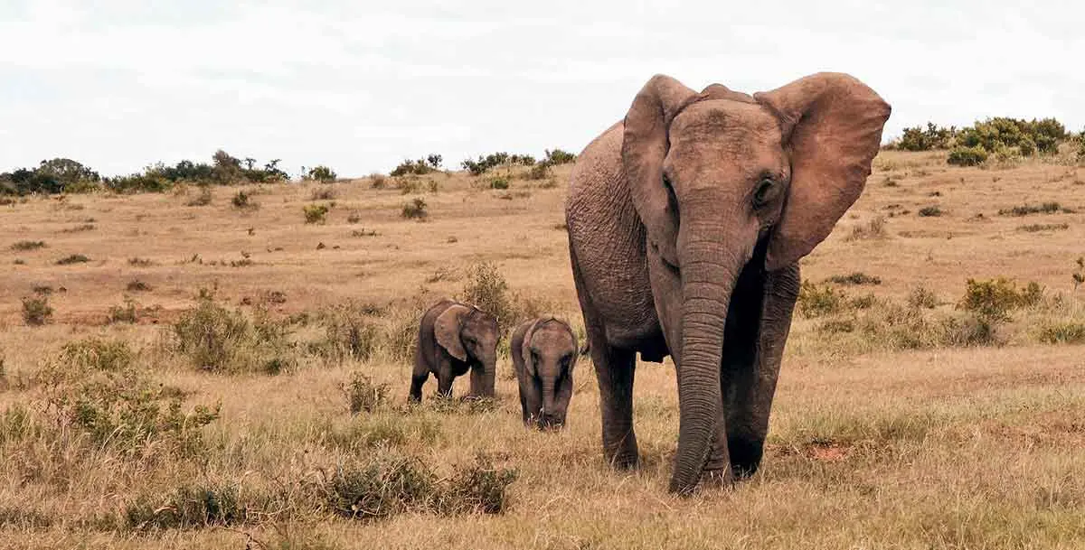 mother elephant calves plains savannah