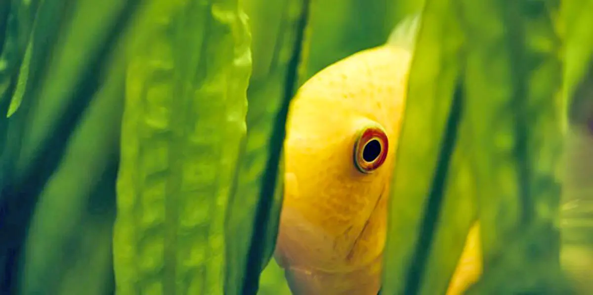 yellow fish hiding aquatic plants