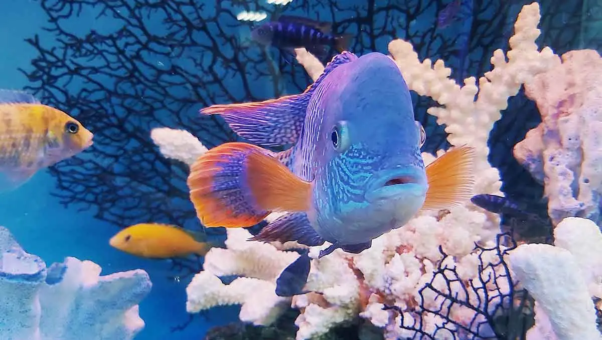 fish and coral aquarium