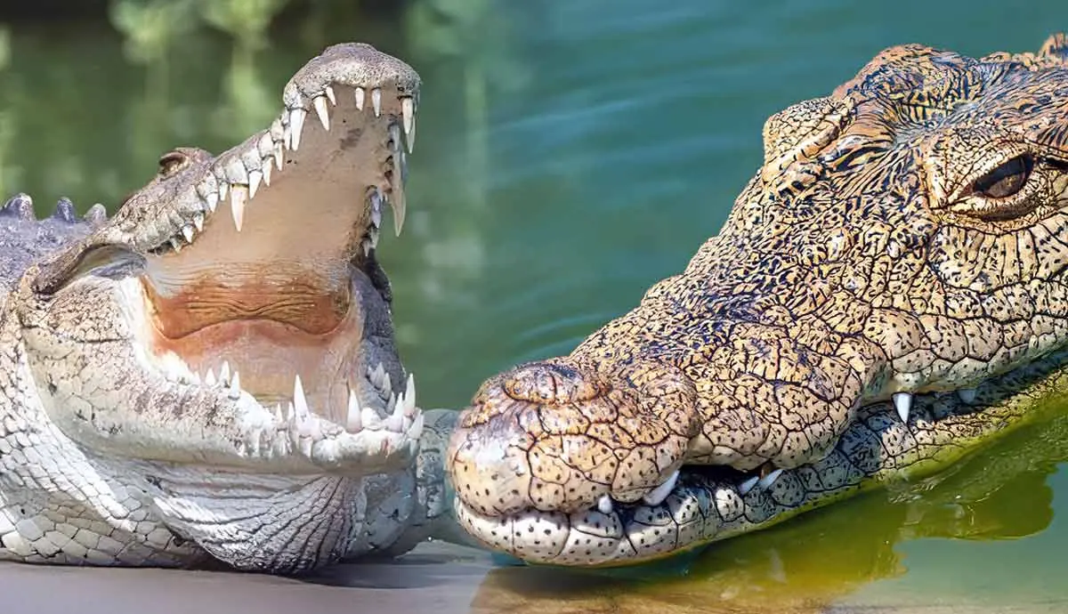 facts crocodiles