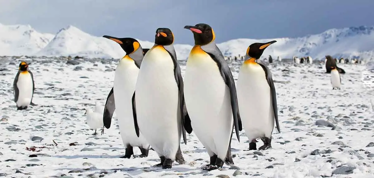 king penguins of Antarctica
