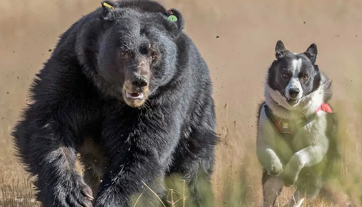 karelian bear dog chasing black bear