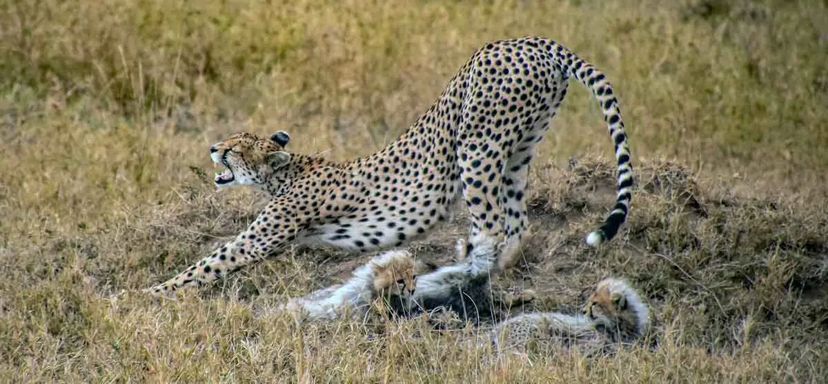 mother cheetah cubs savannah