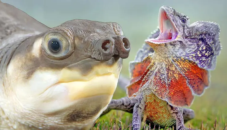 weirdest reptiles