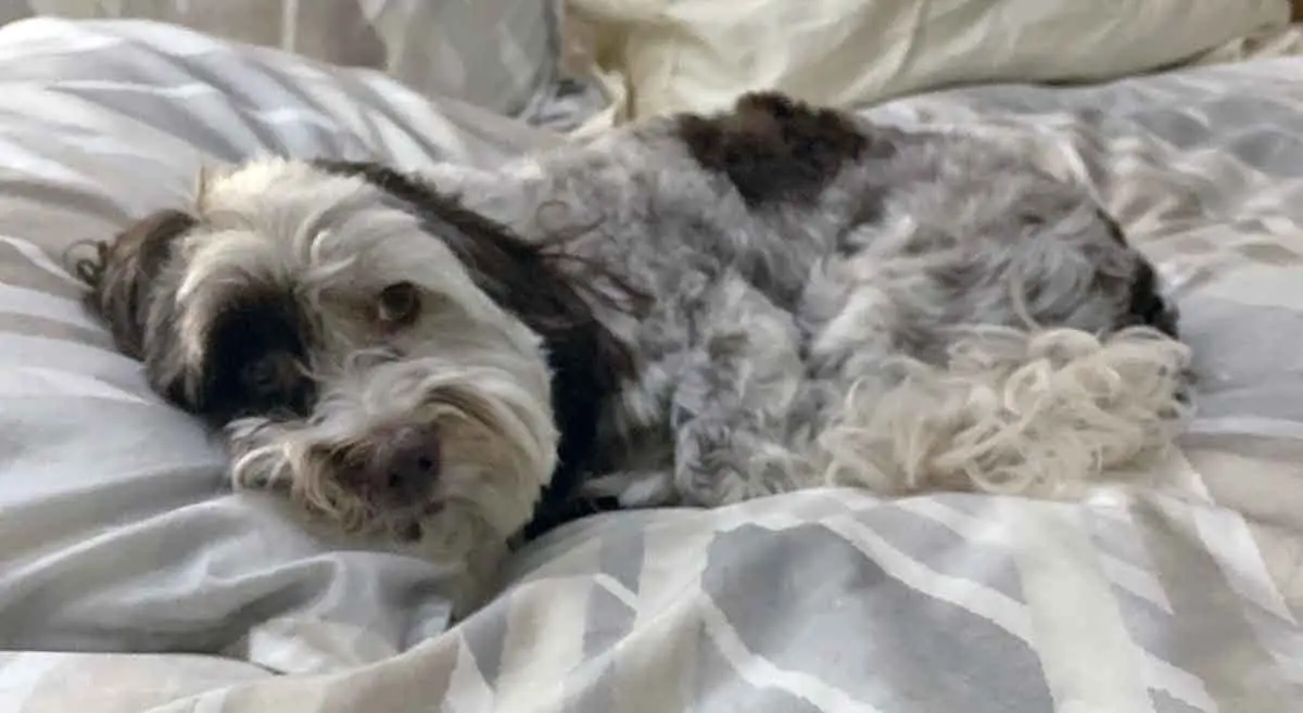 Havanese_in_a_bed_resting