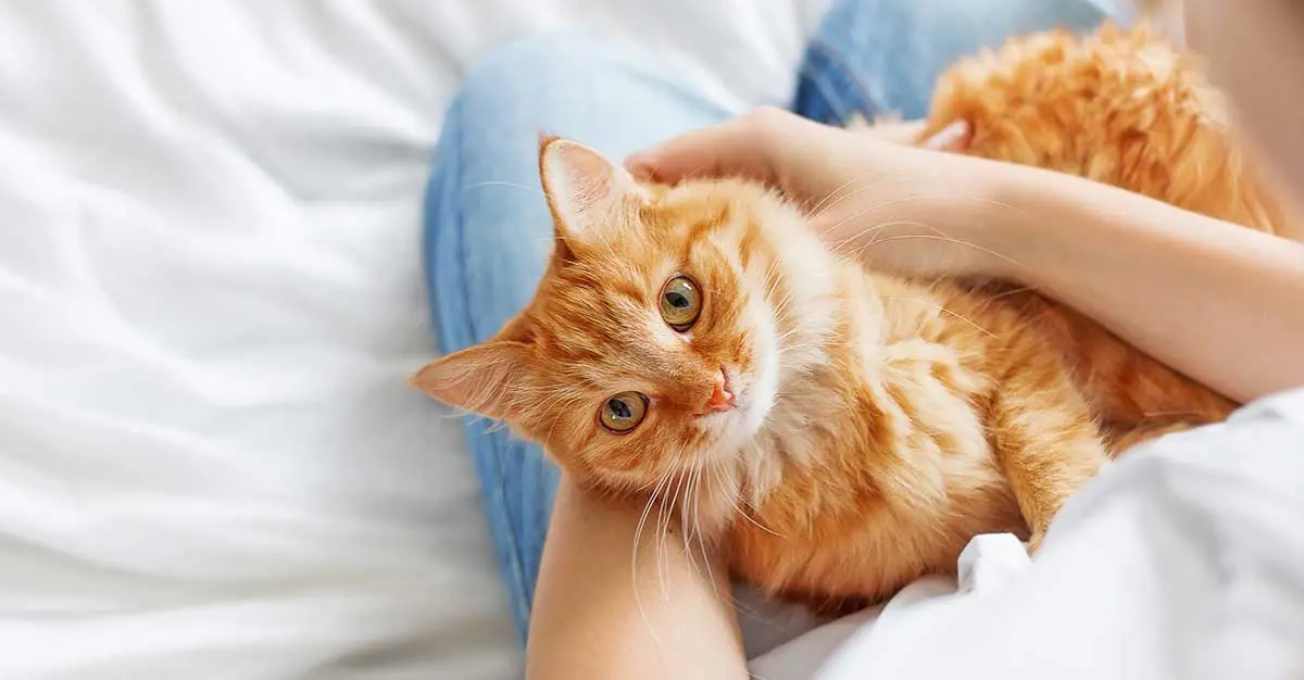 orange cat cuddling with human