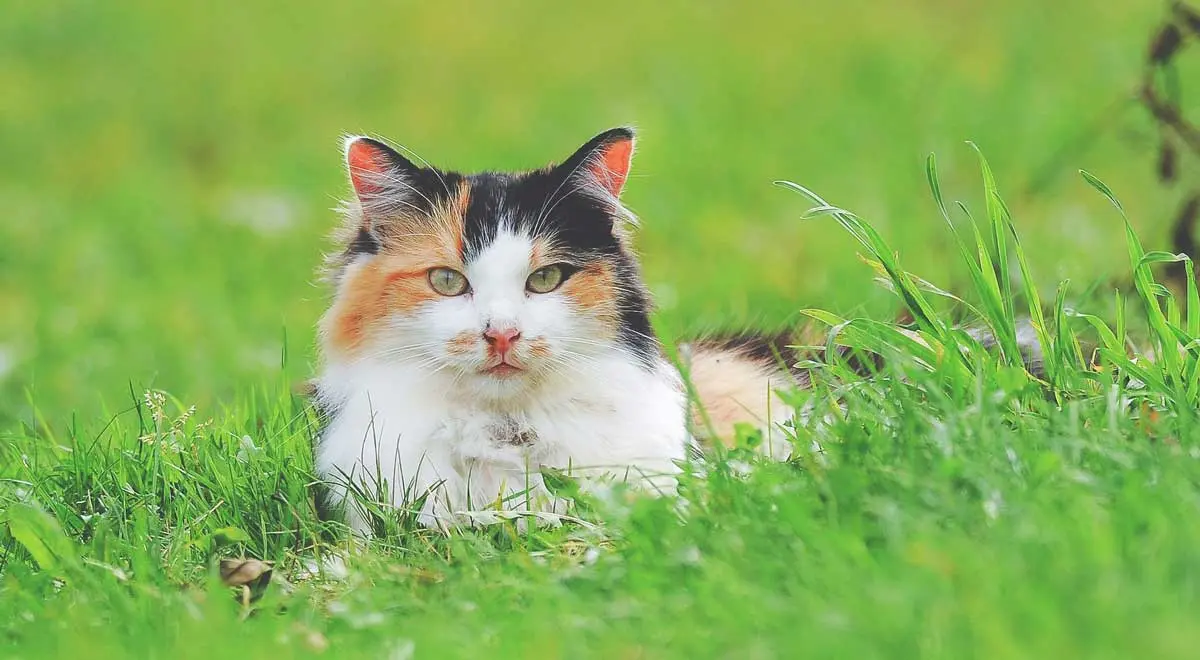 calico cat lying on grass