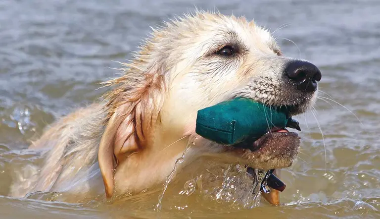 best dog sports for golden retrievers