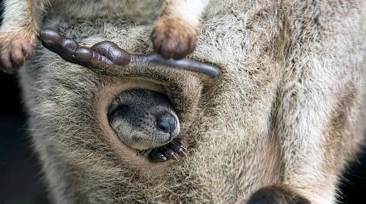 kangaroo birth
