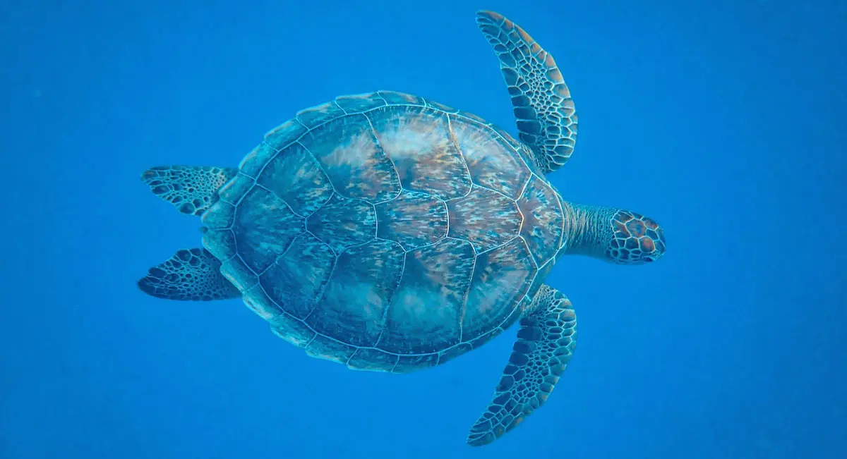 sea turtle blue ocean