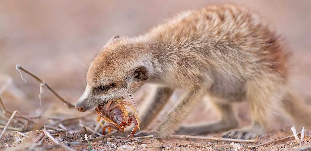meerkat eating insect