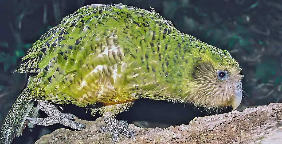kakapo on wood