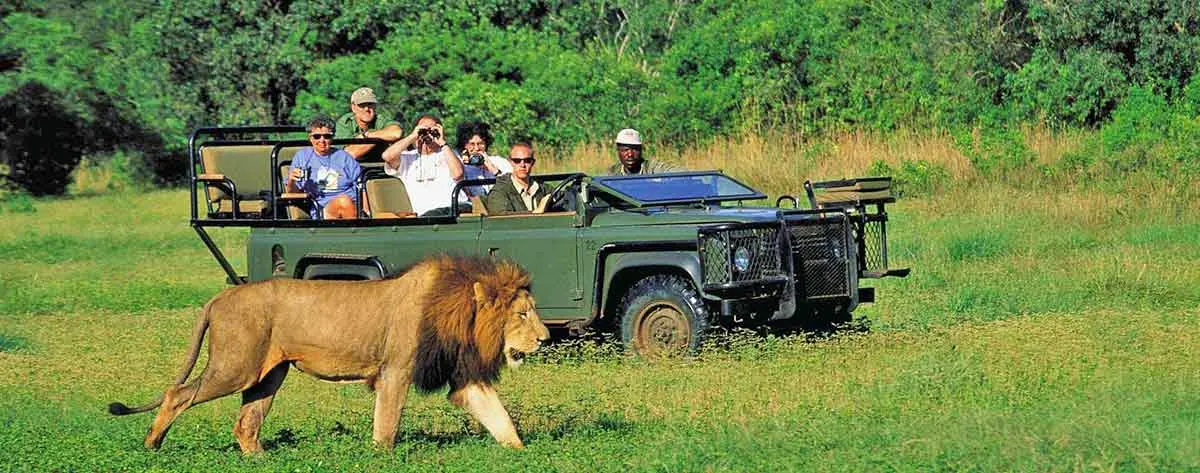 african game drive