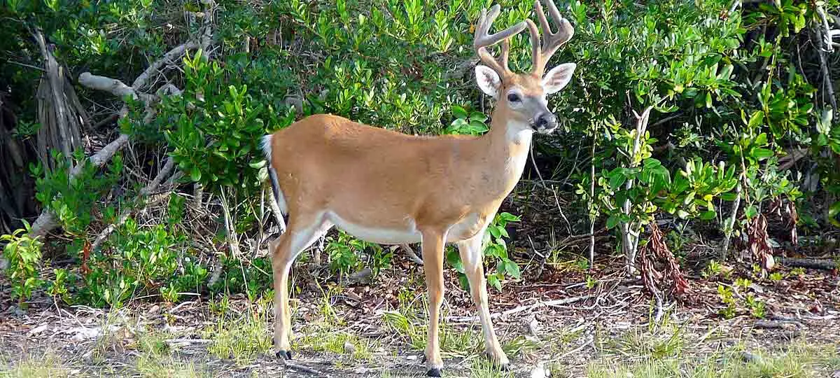 deer in habitat
