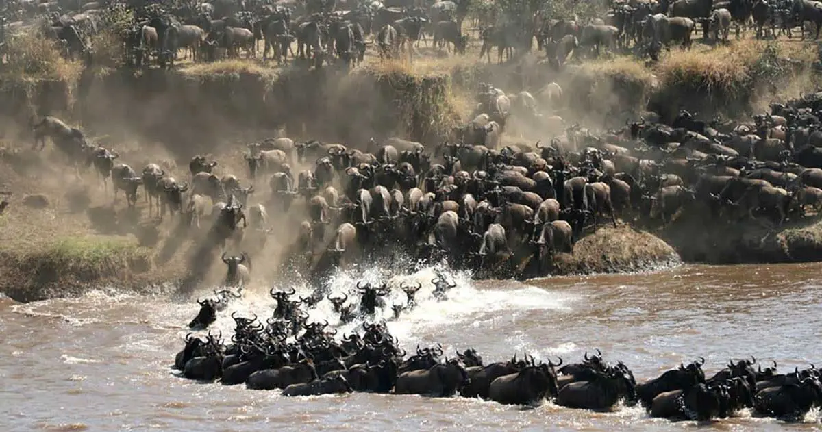 wildlife spectacle great migration tanzania