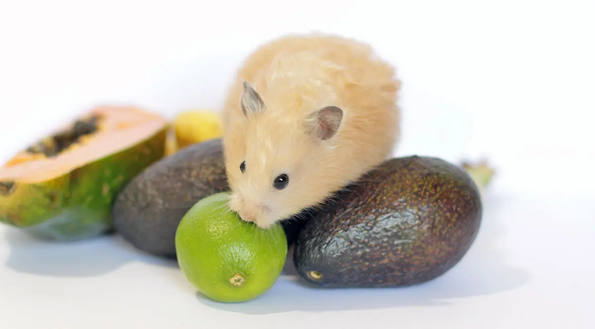 syrian hamster with fruits and vegetables