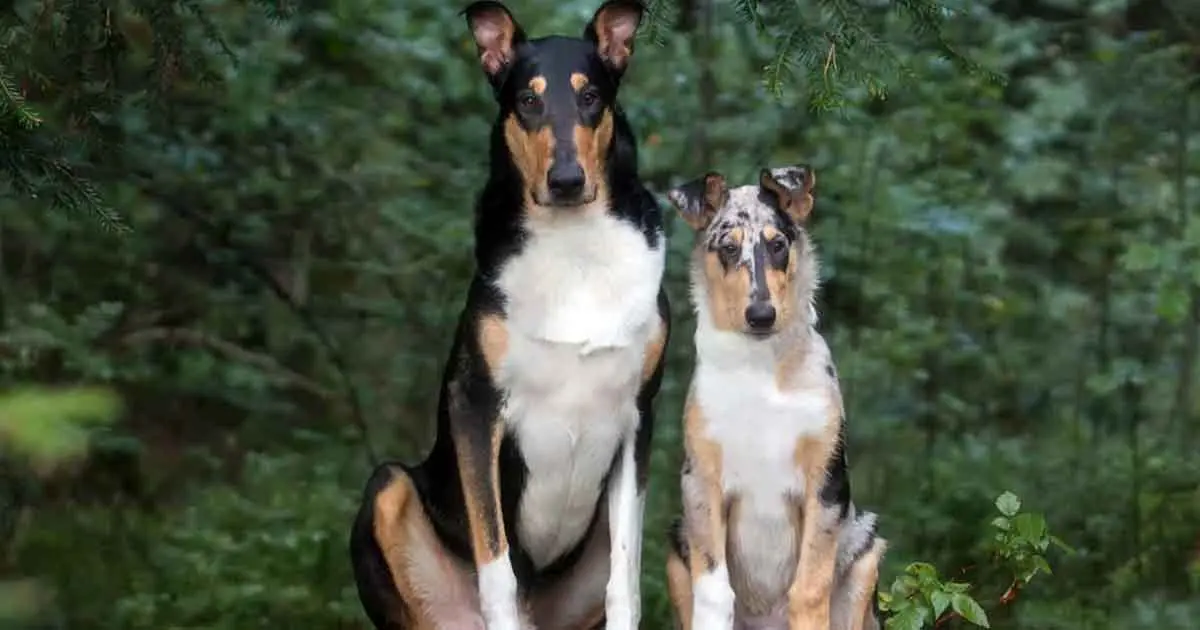 2 smooth collies