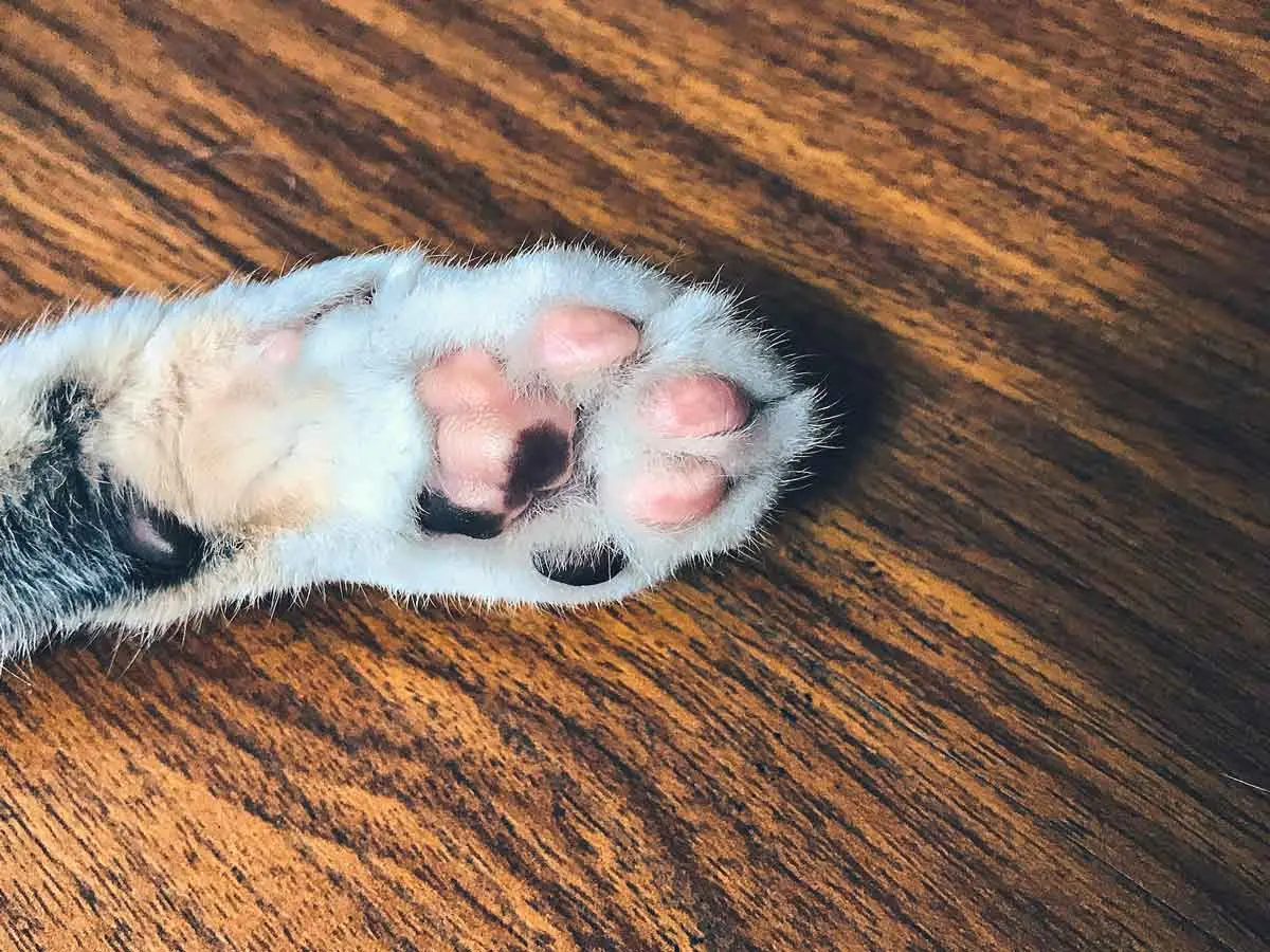 calico cat paw pad coloration