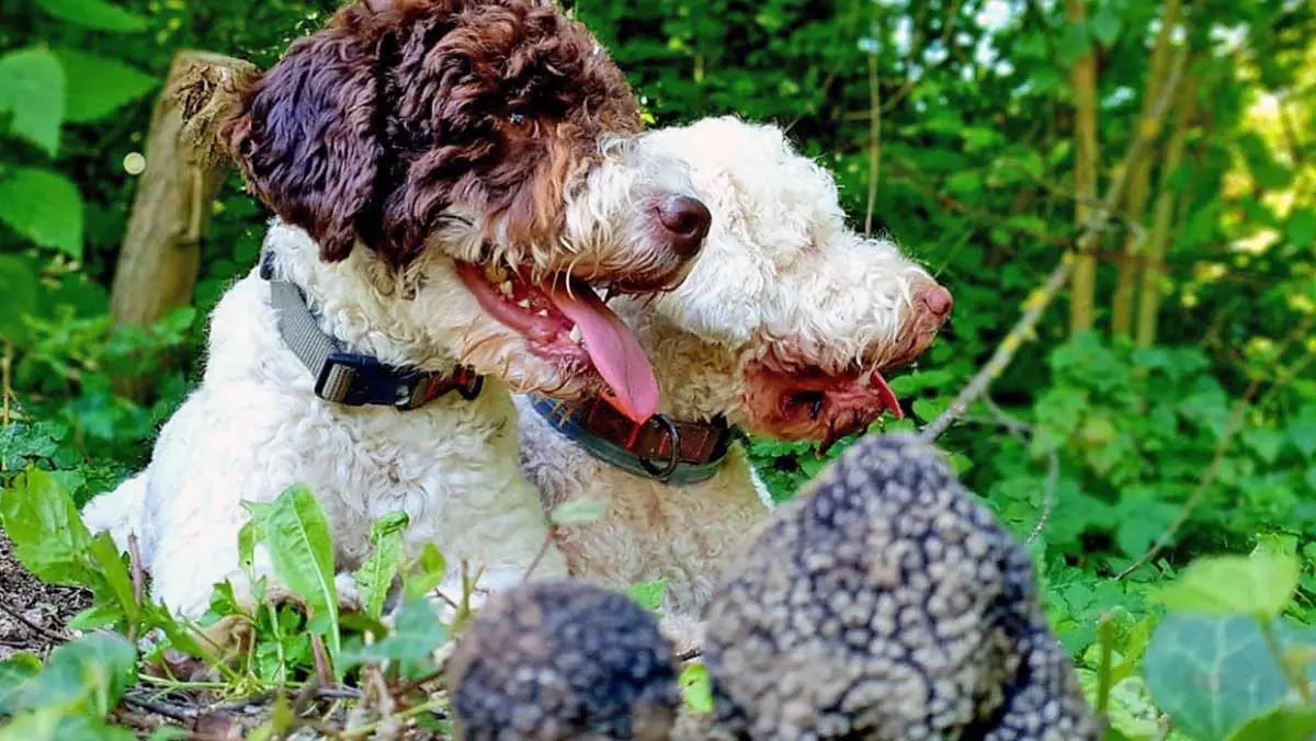 lagotto duo finds giant truffle