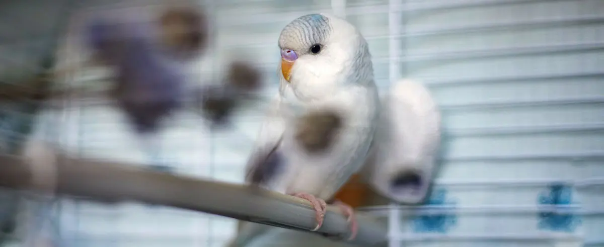 white parakeet in a cage