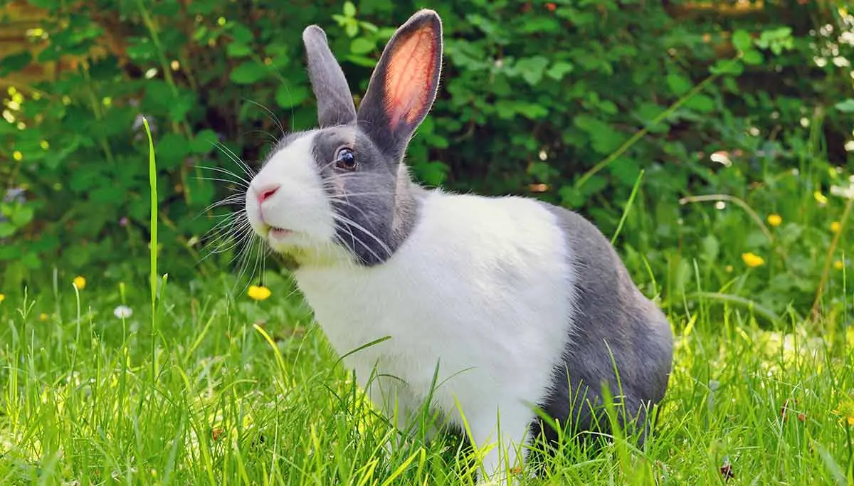 brown and white bunny rabbit