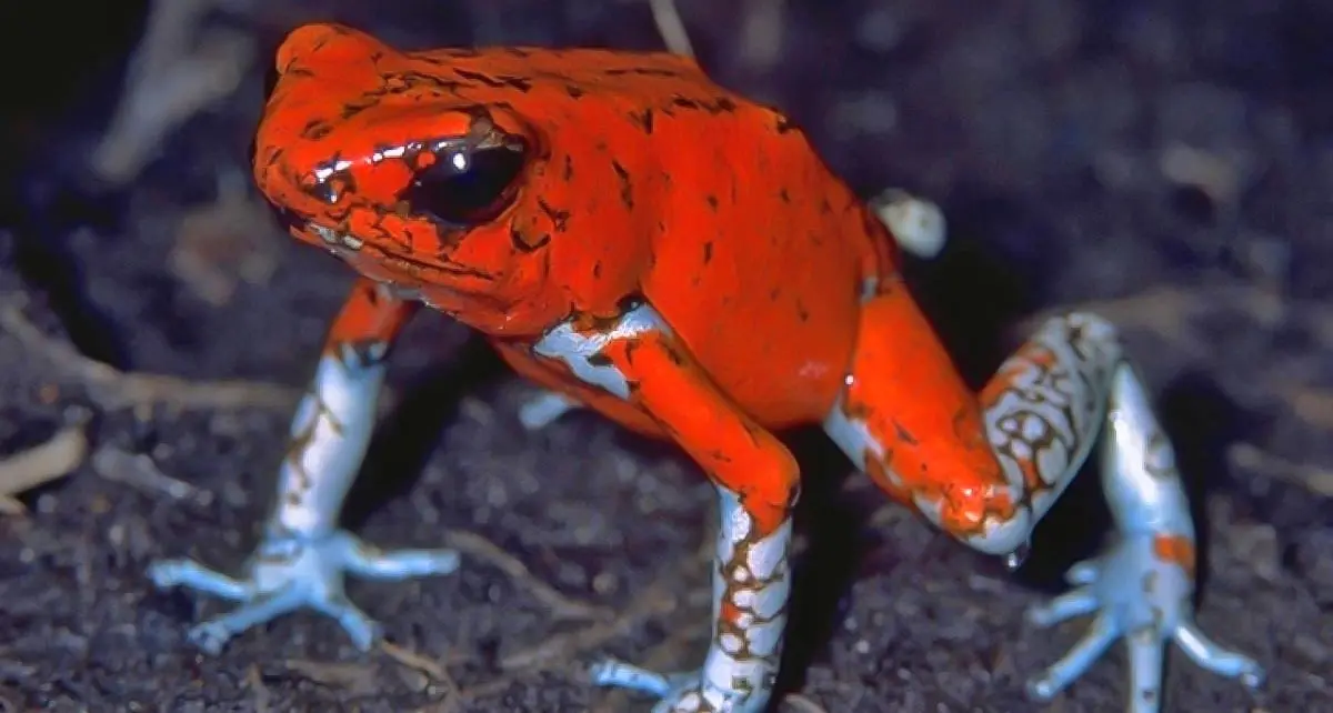 splendid poison frog