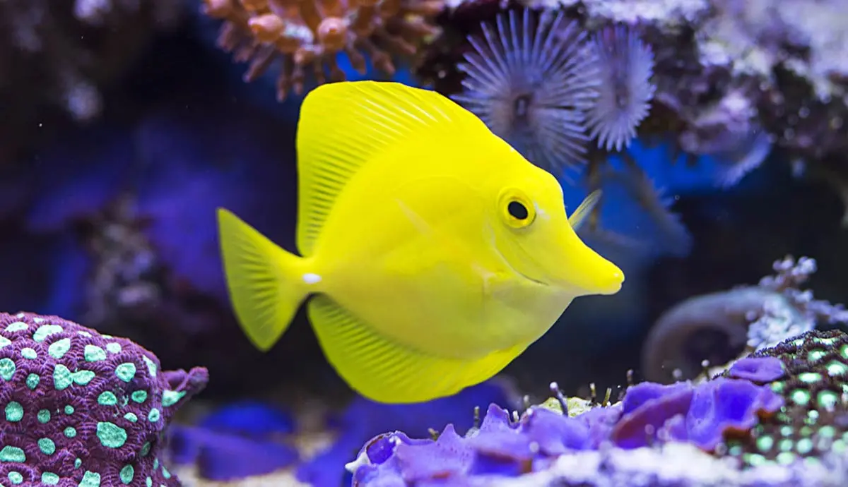 do you need water heater for fish tank