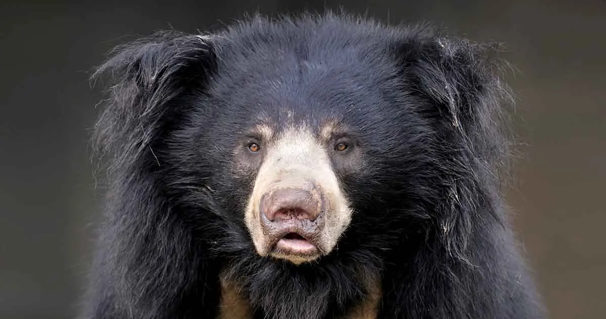 sloth bear face