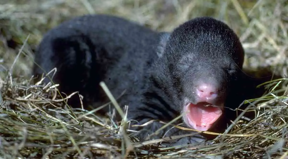 black bear cub newborn crying