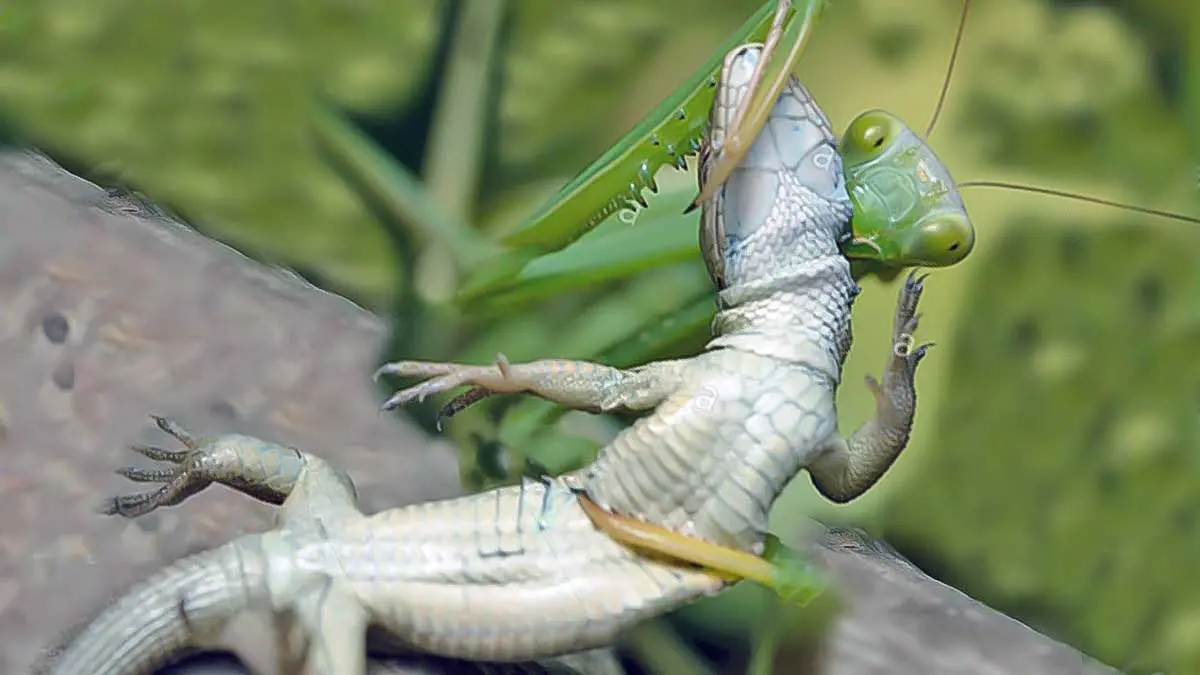 praying mantis eating a lizard