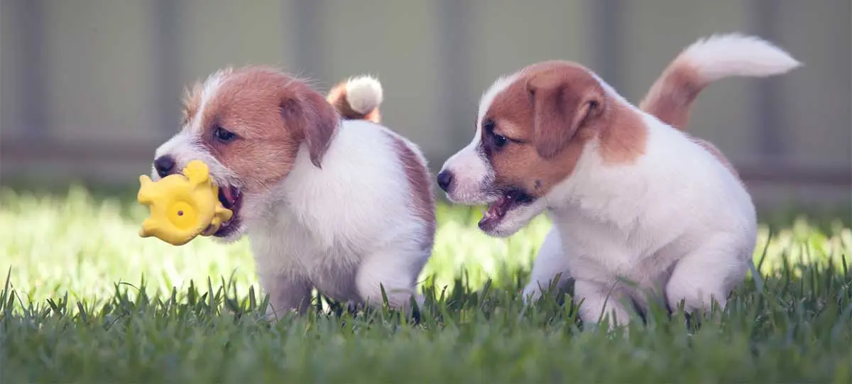 playful terrier puppies