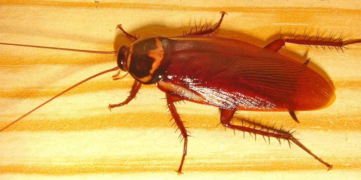 cockroach on a wooden surface