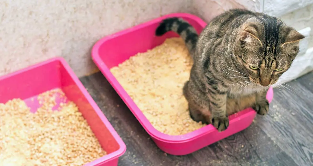 brown cat pink litter boxes