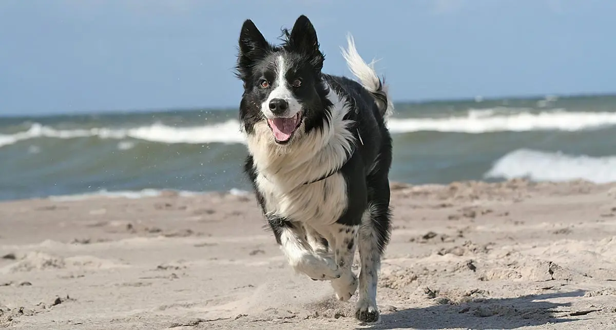 dog beach sunset collie