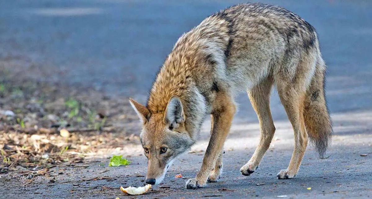 coyote sniffing urban neighborhood