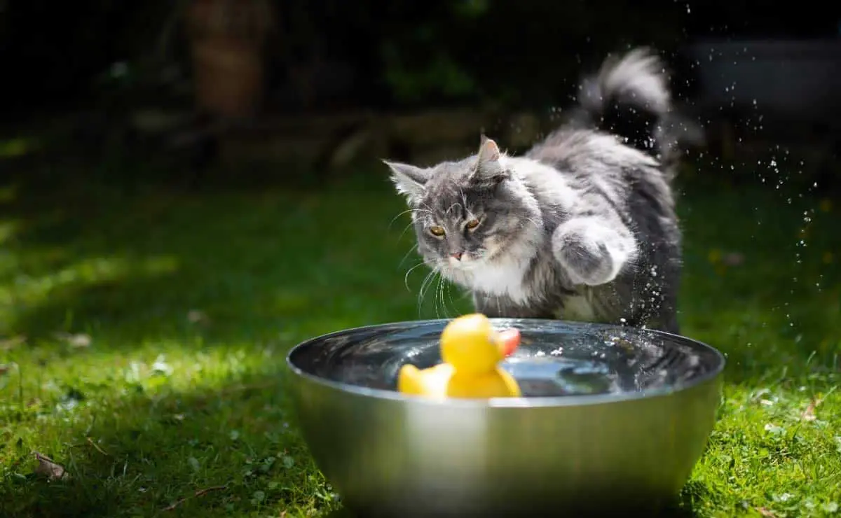 maine coon water playing