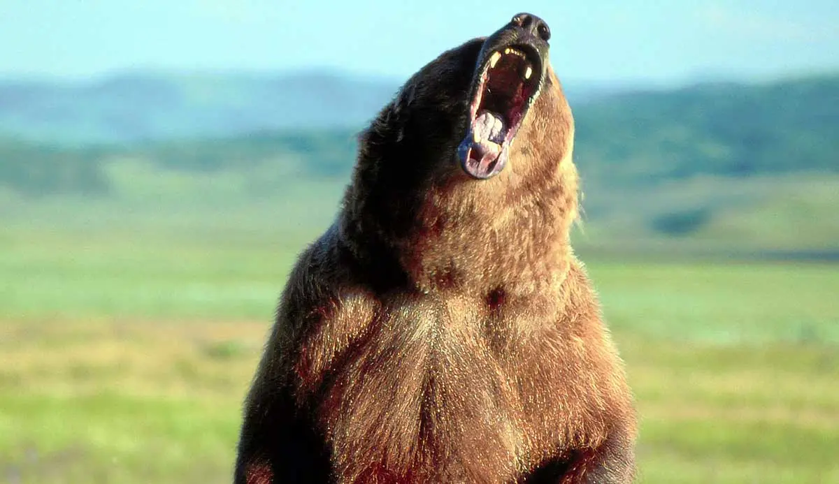 grizzly bear standing roaring