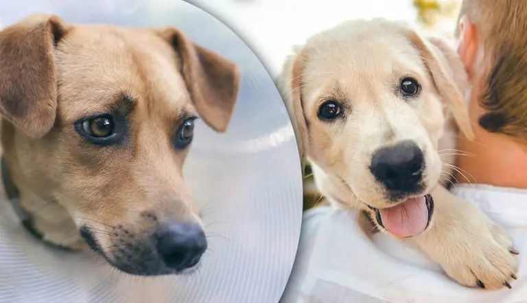 misconceptions about spaying neutering