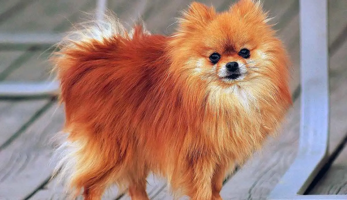 Pomeranian_orange sable_Coco