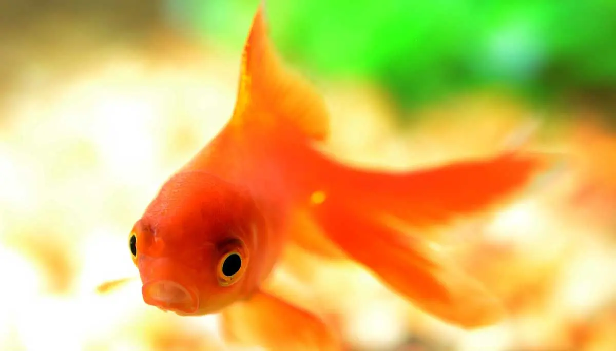 goldfish colorful background