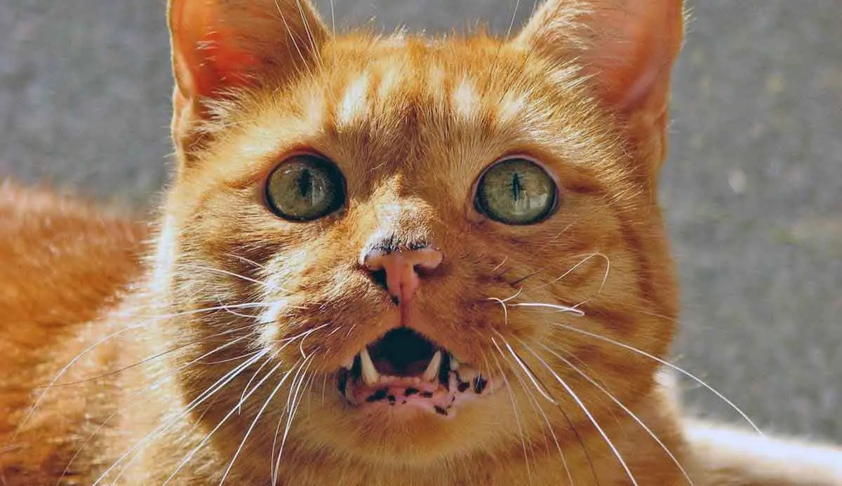 ginger cat with lentigo on the gums cat world.com