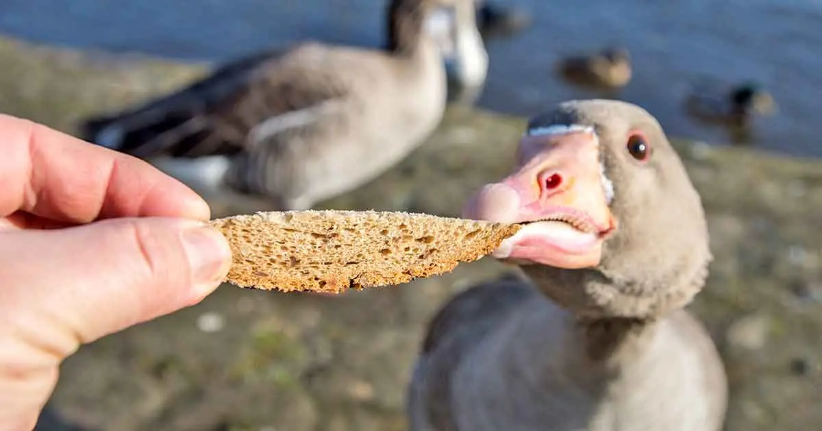 bird eating bread from human