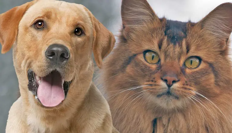 things that dogs and cats have in common