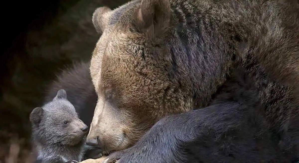 mum and baby bear in hibernation