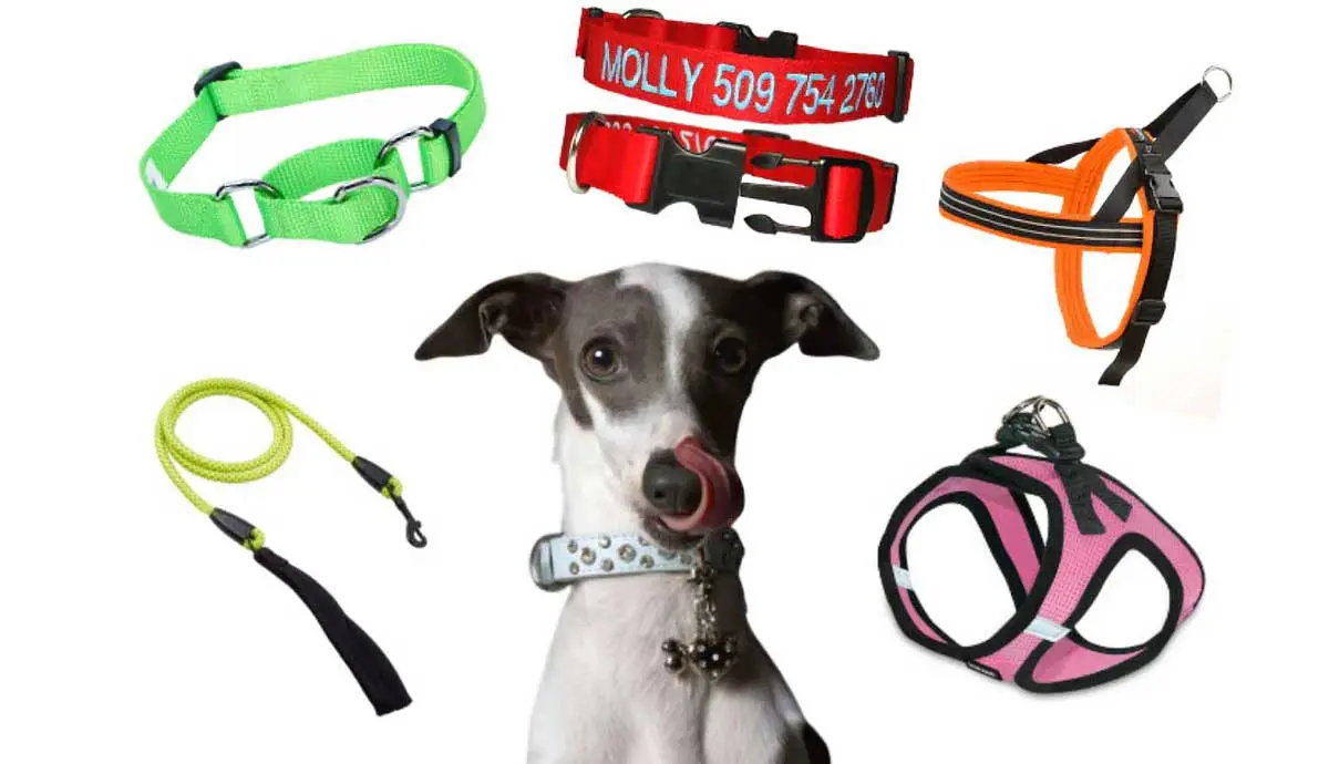 dog collar options