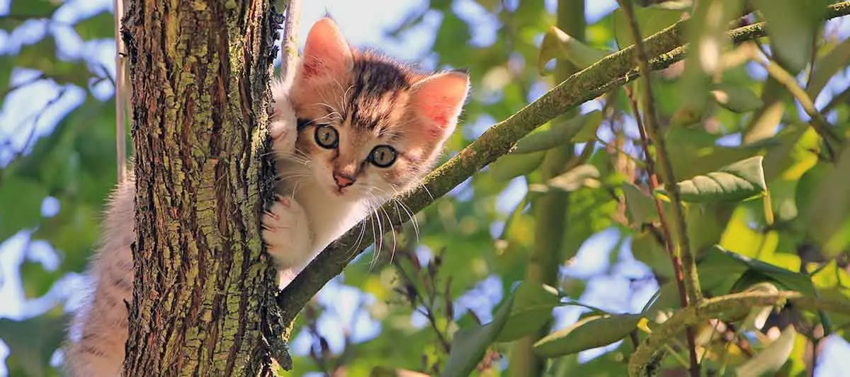 cat sitting on a branch