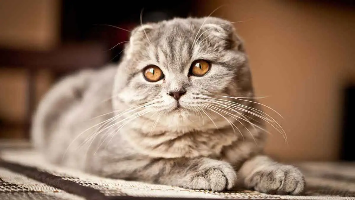 scottish fold cat